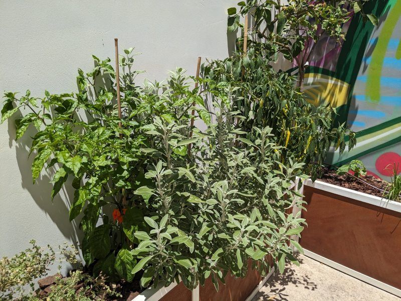 Hügge herb garden in Paphos